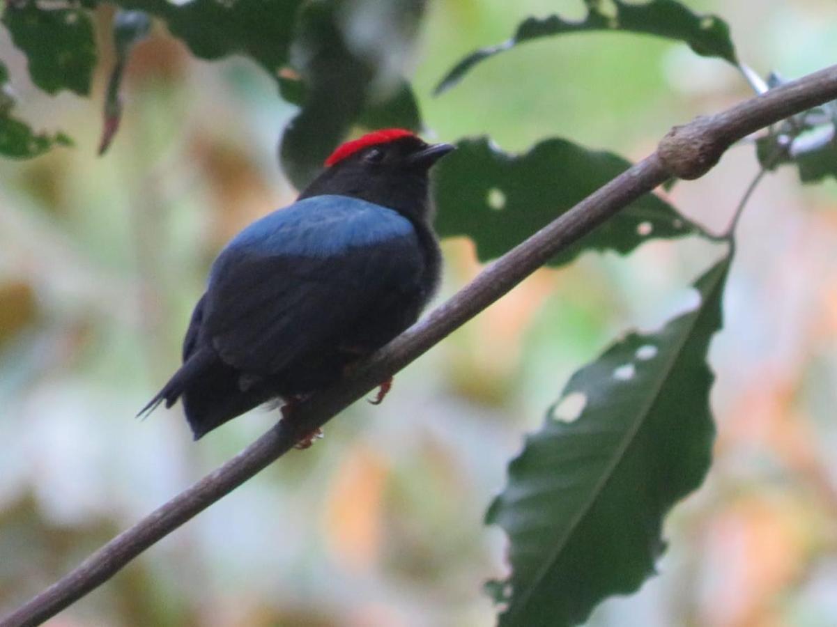 El Valle De Anton La Chachalaca Esterno foto