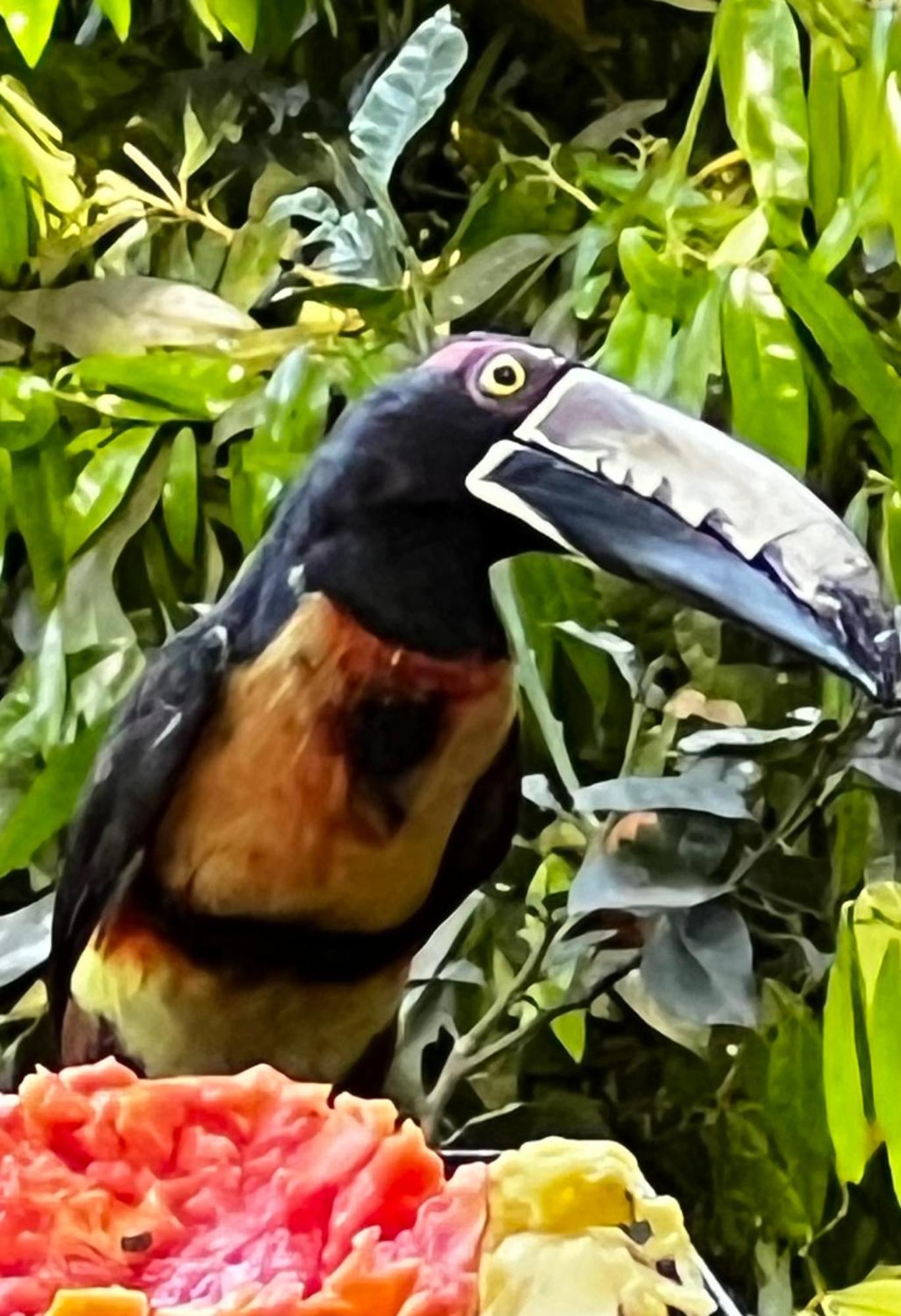 El Valle De Anton La Chachalaca Esterno foto