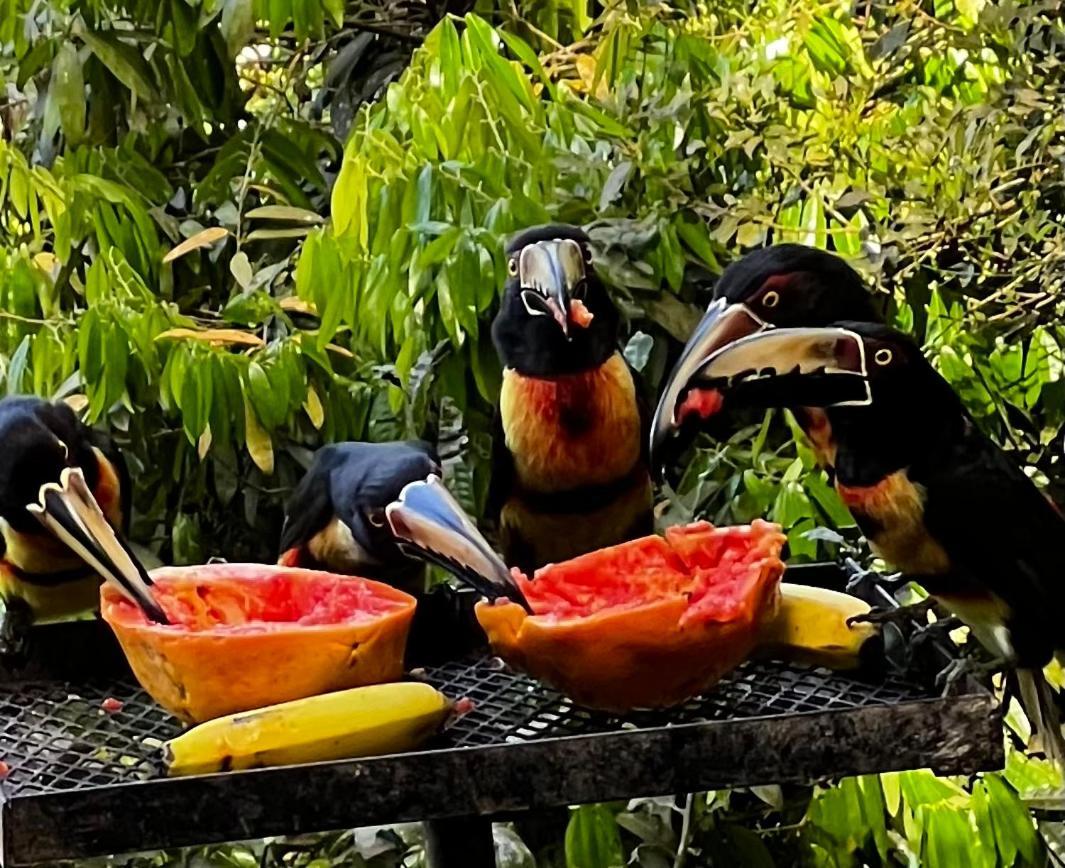 El Valle De Anton La Chachalaca Esterno foto