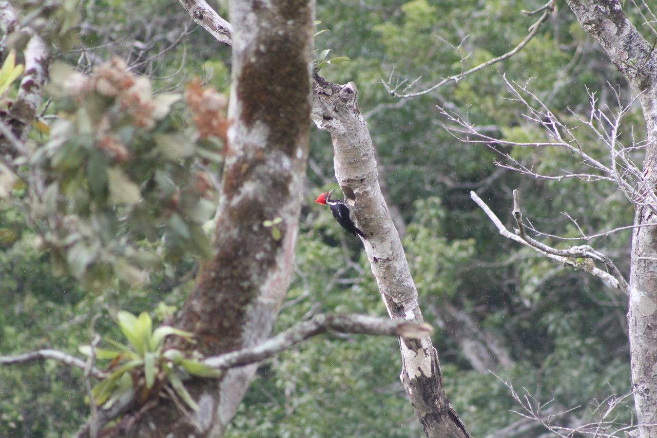 El Valle De Anton La Chachalaca Esterno foto