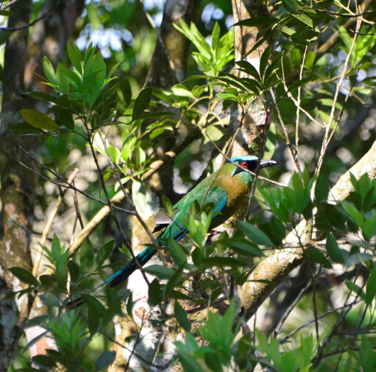 El Valle De Anton La Chachalaca Esterno foto