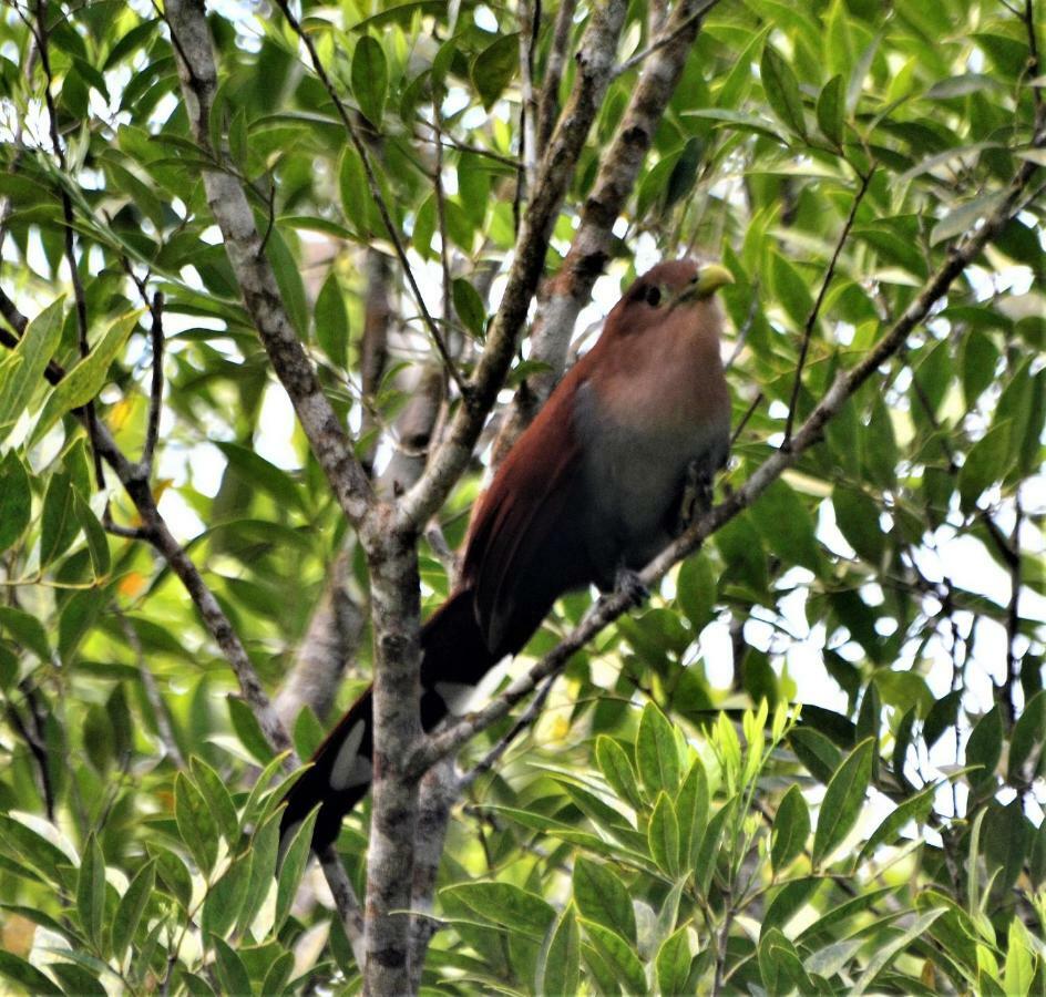 El Valle De Anton La Chachalaca Esterno foto