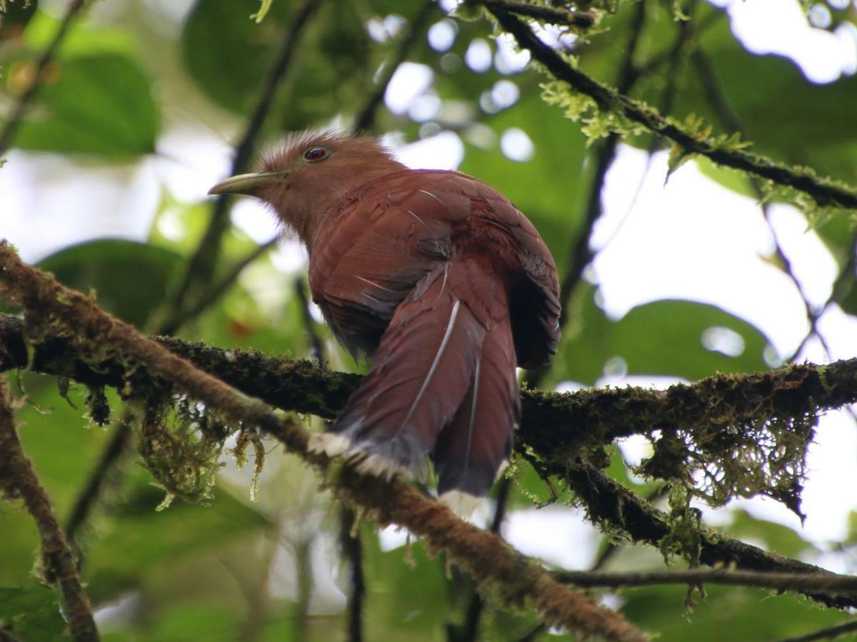 El Valle De Anton La Chachalaca Esterno foto