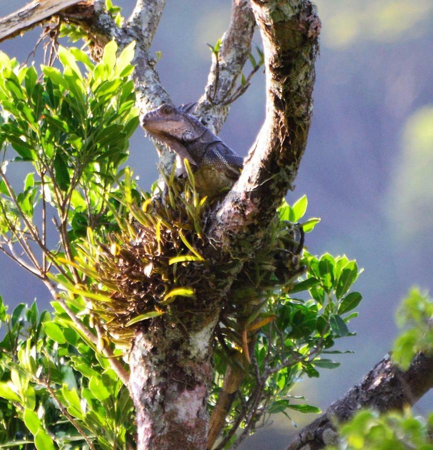 El Valle De Anton La Chachalaca Esterno foto