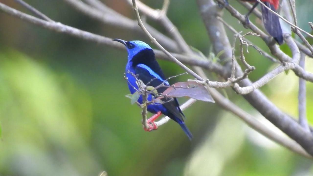 El Valle De Anton La Chachalaca Esterno foto