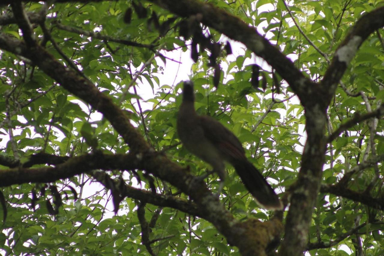 El Valle De Anton La Chachalaca Esterno foto